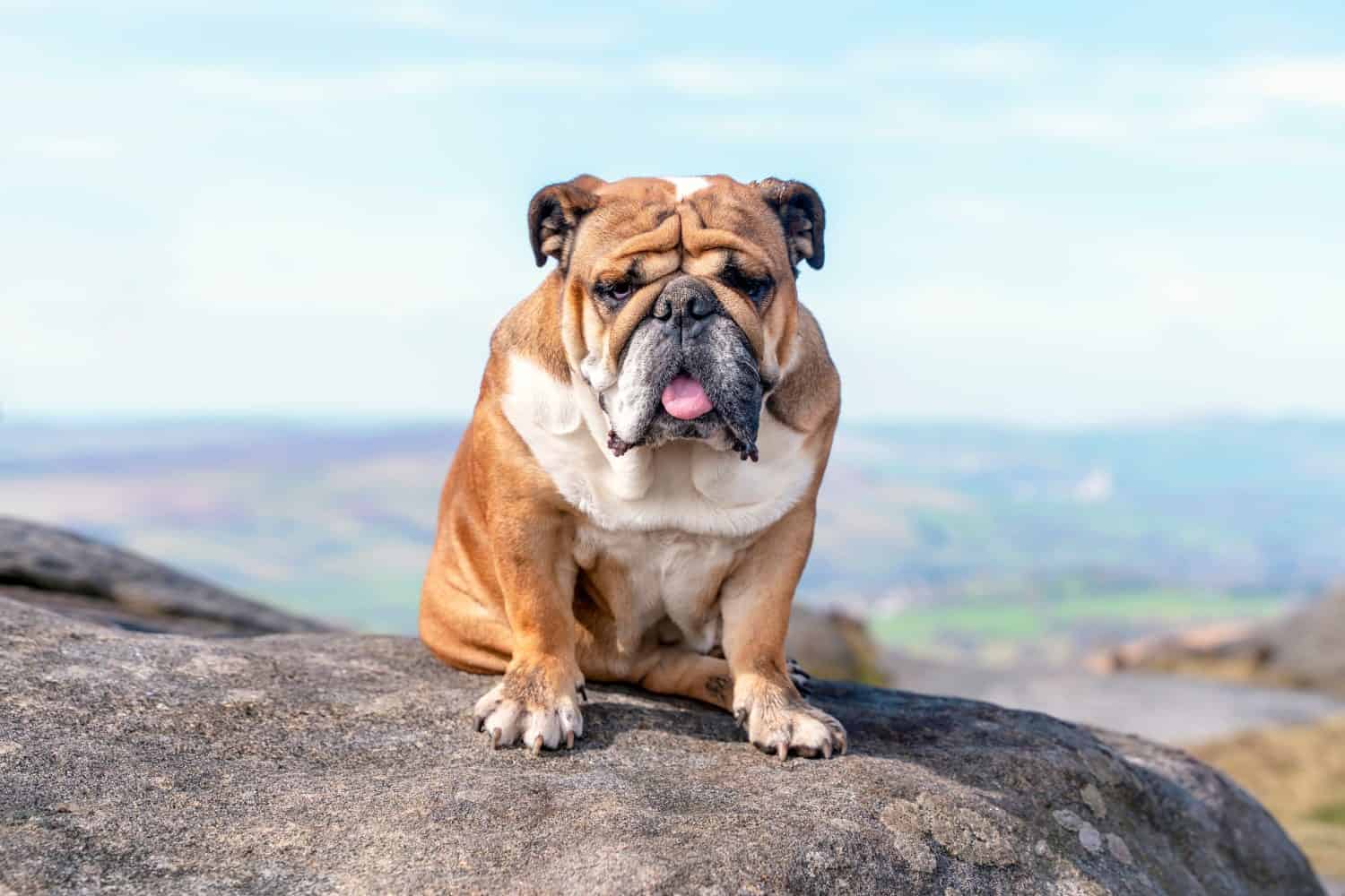 English bulldog on top of mountain sitting on top of mountain and looking at Peak District on a sunny warm day.