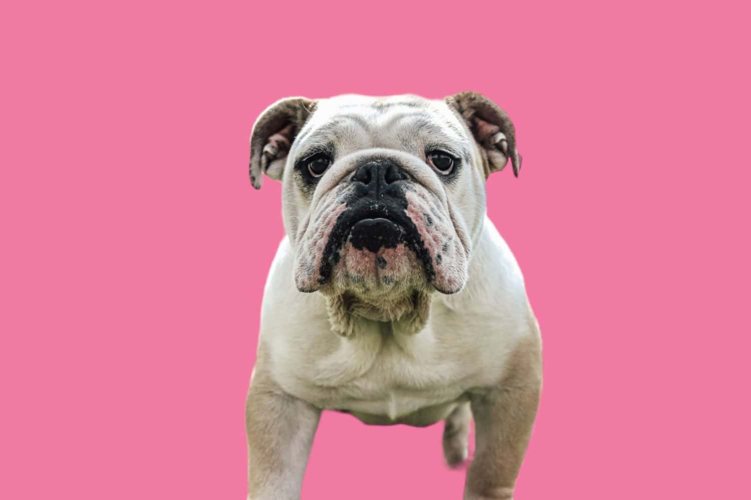 White English Bulldog in Pink background