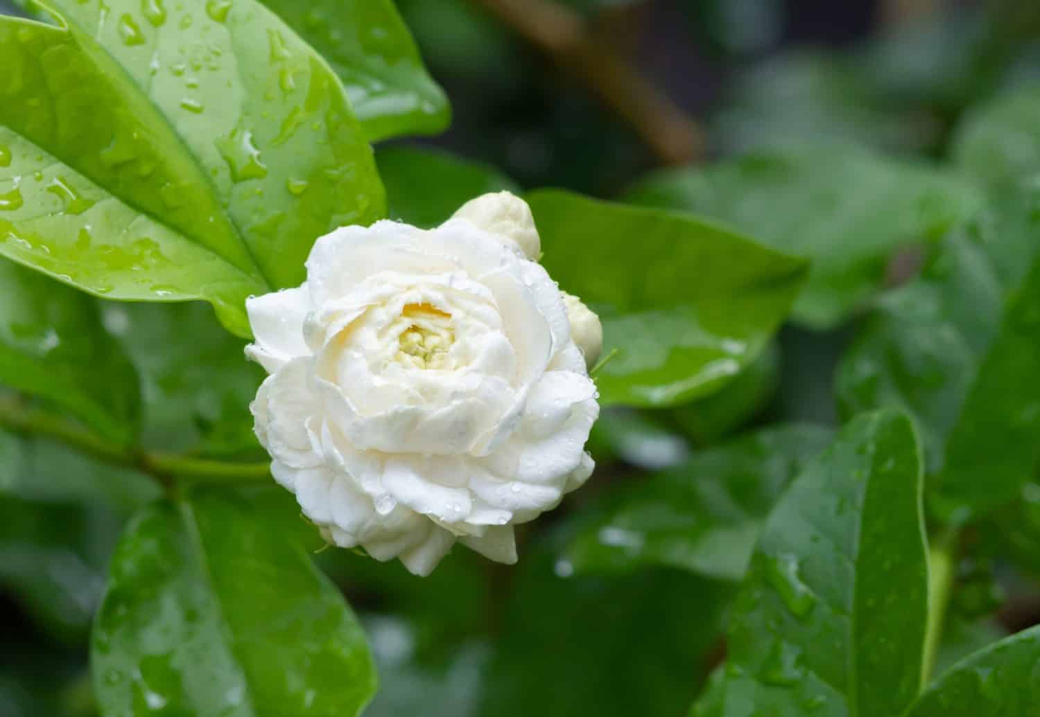 White flower, Jasminum sambac, Arabian Jasmine, with green leaves background