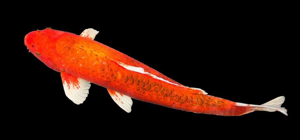 Red Aka Matsuba koi carp fish with white fin and tail is swimming in carp pond, countryside park. Isolated on black background, clipping path, photograph. Thailand.