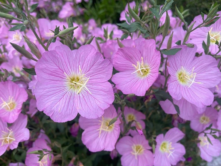 Oenothera speciosa, Pink Evening Primrose, Showy Evening Primrose, Mexican Evening Primrose, Showy Primrose, Pink Ladies, Buttercups, Pink Buttercups