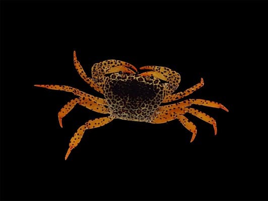 5 Cheapest Crabs To Keep As Pets - A-z Animals