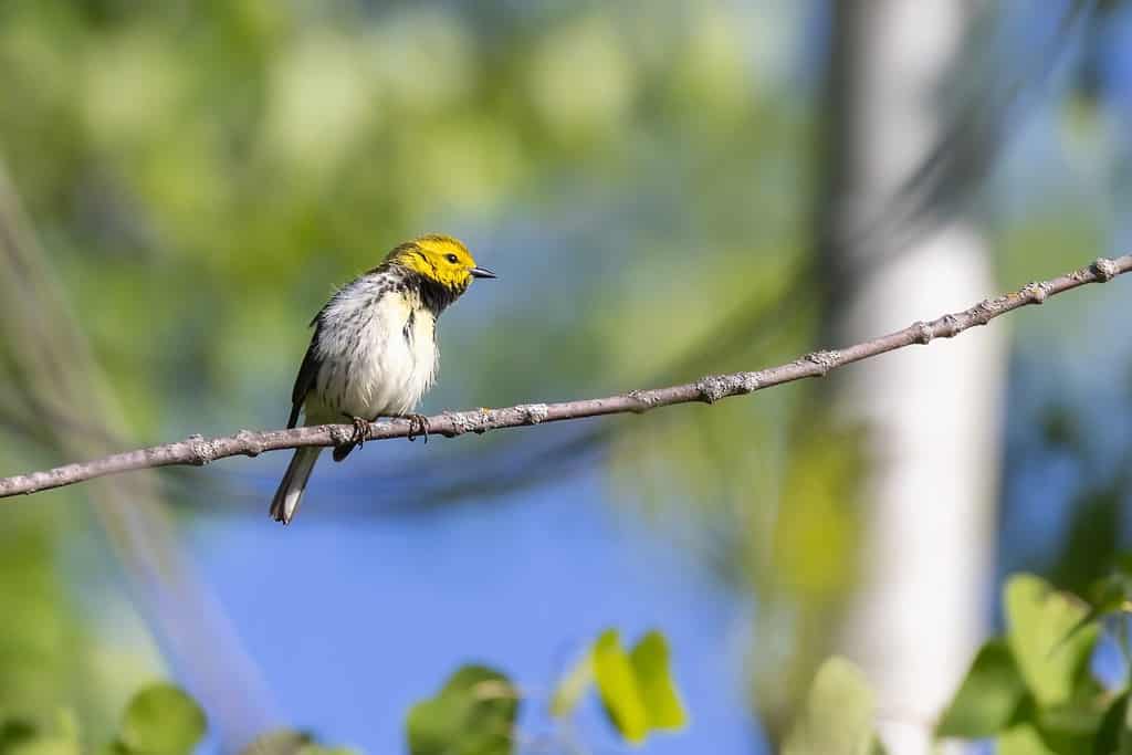 black-throated green warbler (Setophaga virens)