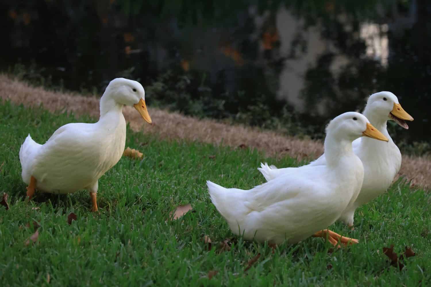 American Pekin Ducks Waddling by Water