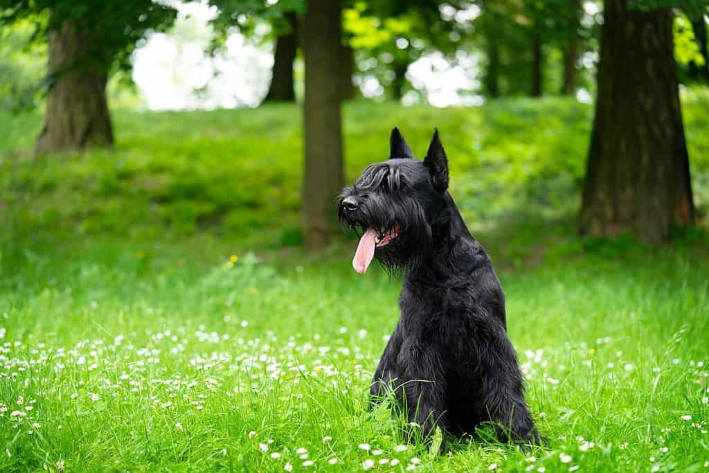 Black giant schnauzer sits in the park on the green grass. Copy space