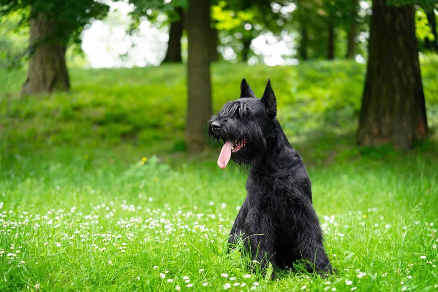  Black giant schnauzer sits in the park on the green grass. Copy space