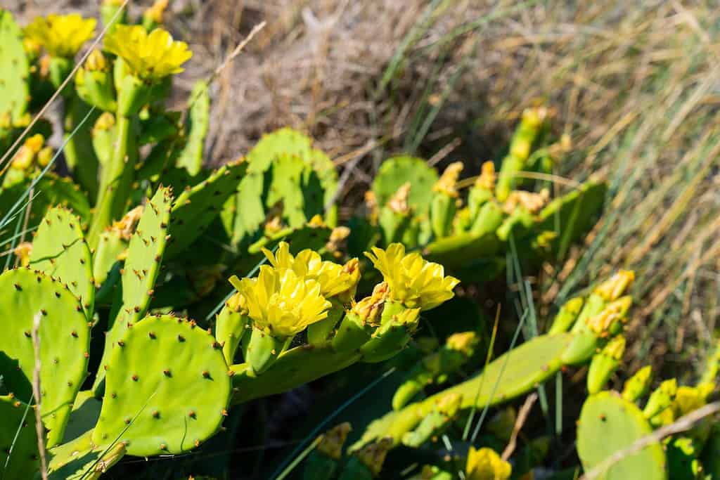 Cacti in Wyoming - Prickly Pear Cactus - Opuntia humifusa or Opuntia macrorhiza - is also sometimes called Devil's Tongue, and grows in sunny, well drained soils. Showing bright yellow flower. By the sea.