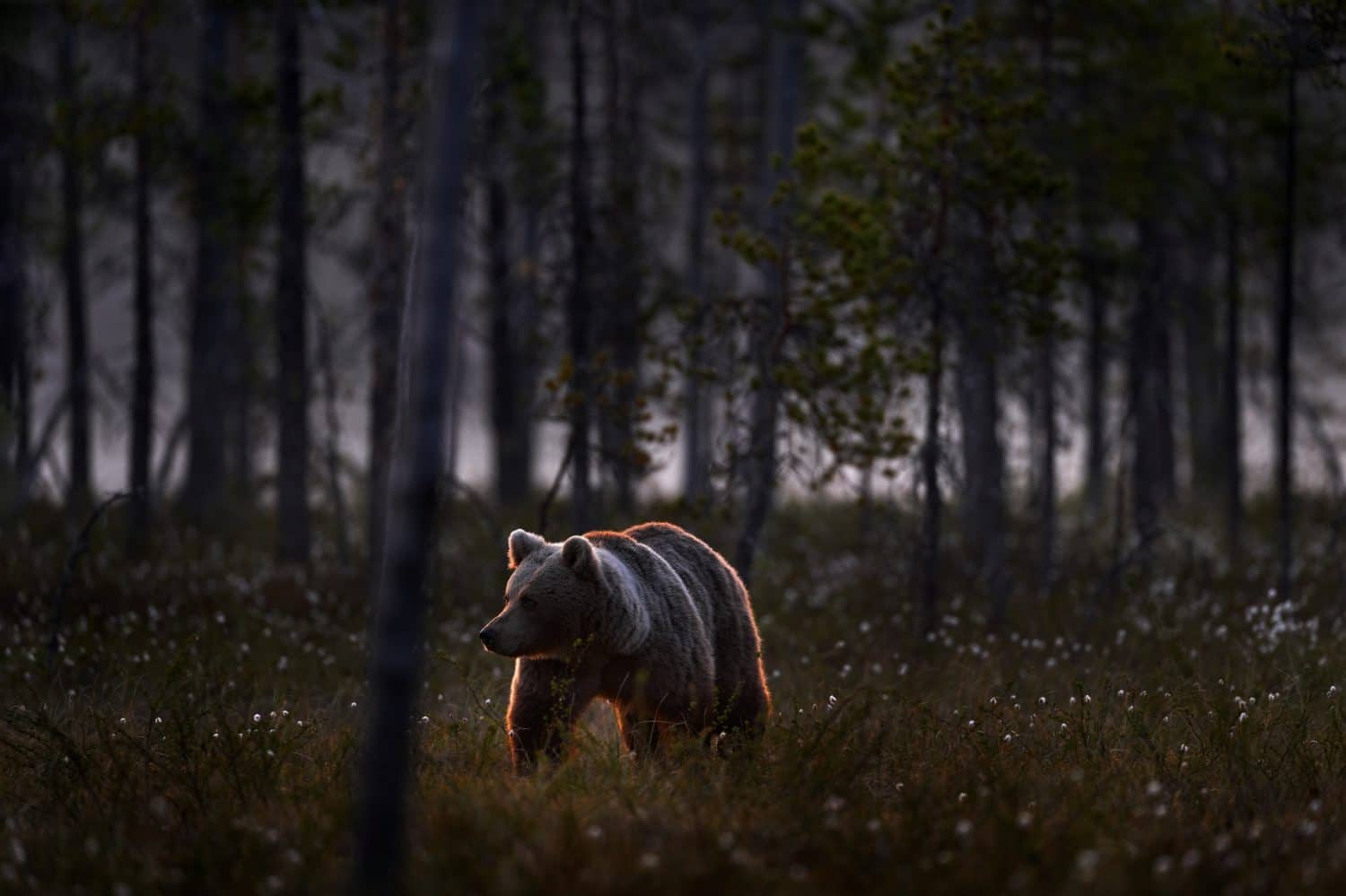 Night in taiga Bear hidden in yellow forest. Autumn trees with bear. Beautiful brown bear walking around lake, fall colours. Big danger animal in habitat. Wildlife scene from nature, Finland.
