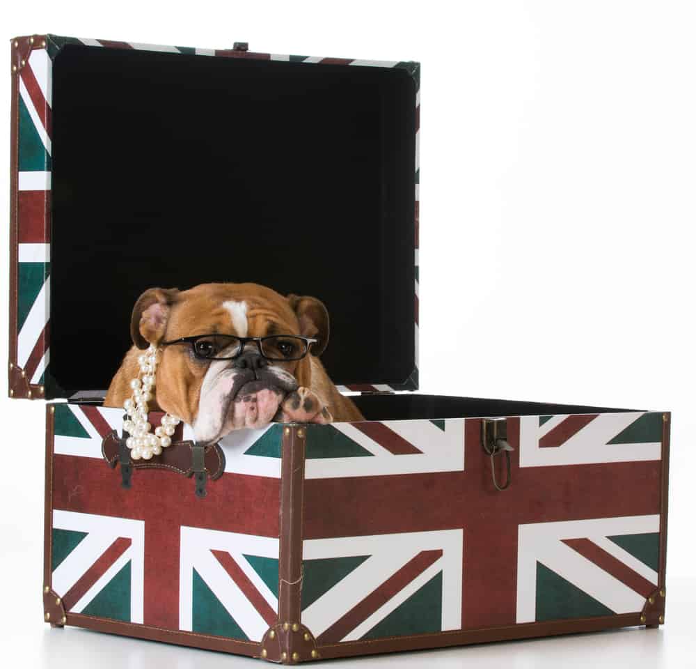 english bulldog in a british flag crate on white background