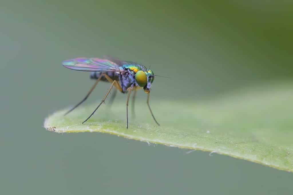 long legged fly (Condylostylus sipho)