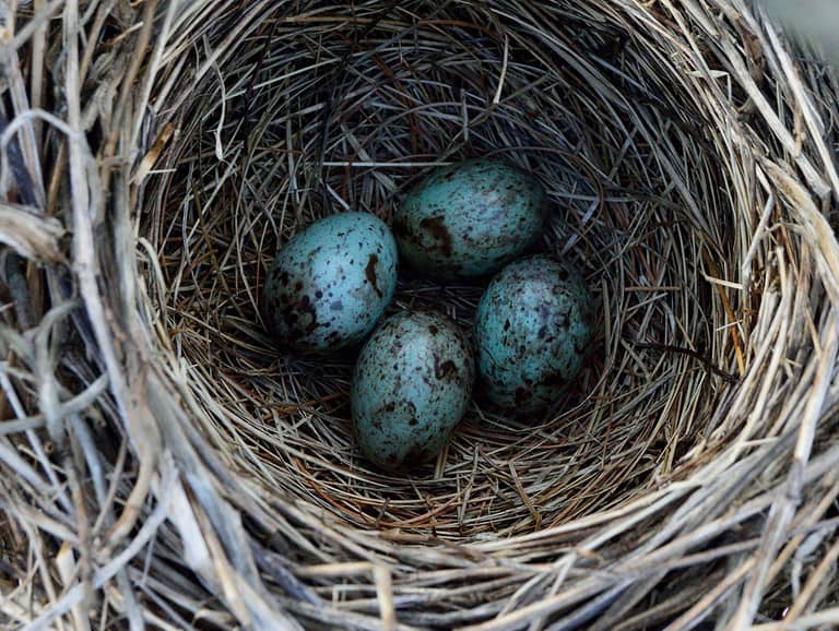 a crow nest and eggs in nest