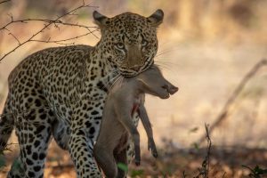 Unsatisfied Leopard Decides to Go After Entire Warthog Family Picture