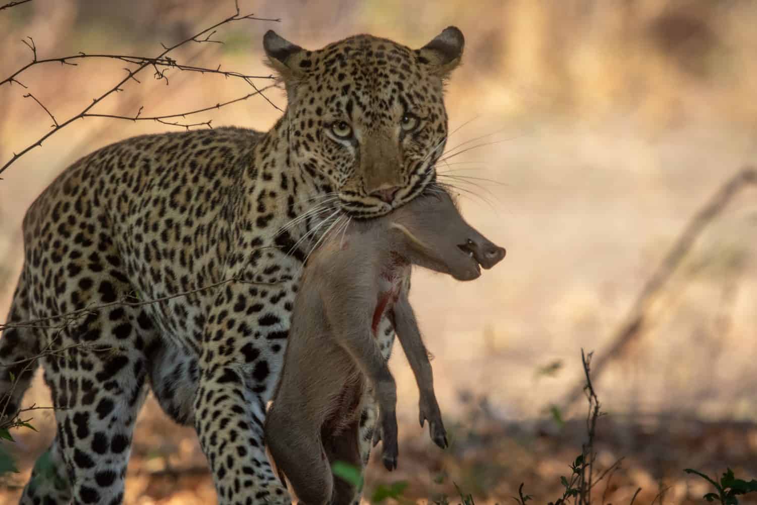 Leopard with warthog piglet in her mouth