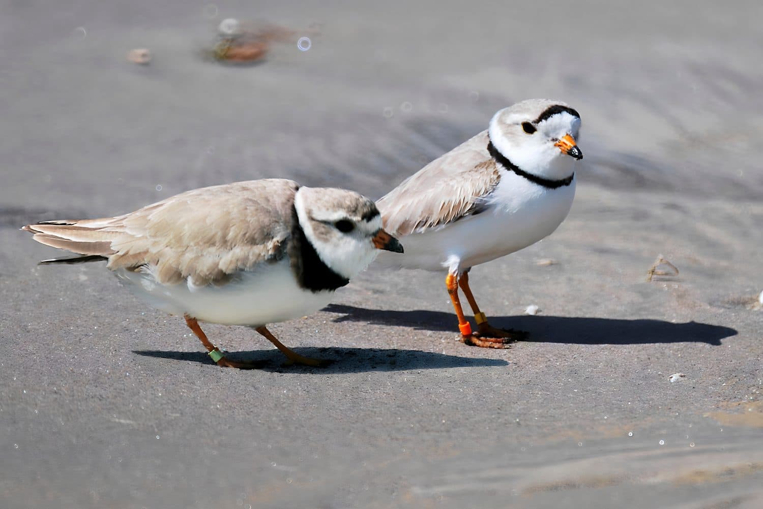 Adult Male and Female Piping Plovers 