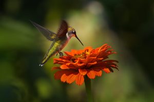 The States With the Most Hummingbird Species in America photo