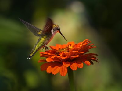 A The States With the Most Hummingbird Species in America
