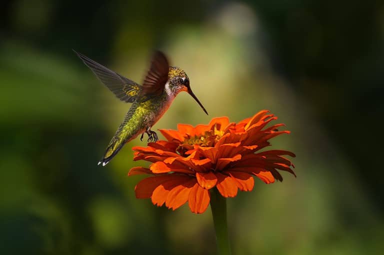 The ruby-throated hummingbird (Archilochus colubris) is a species of hummingbird that generally spends the winter in Central America, Mexico, and Florida, and migrates to Canada and other parts of Eas