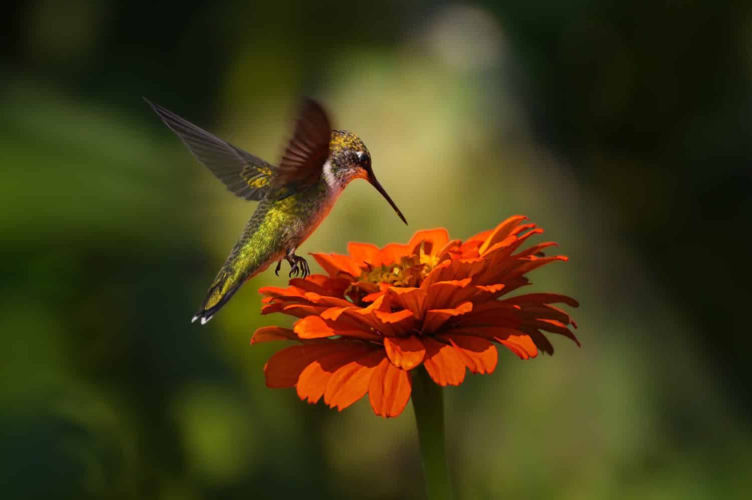 The ruby-throated hummingbird (Archilochus colubris) is a species of hummingbird that generally spends the winter in Central America, Mexico, and Florida, and migrates to Canada and other parts of Eas