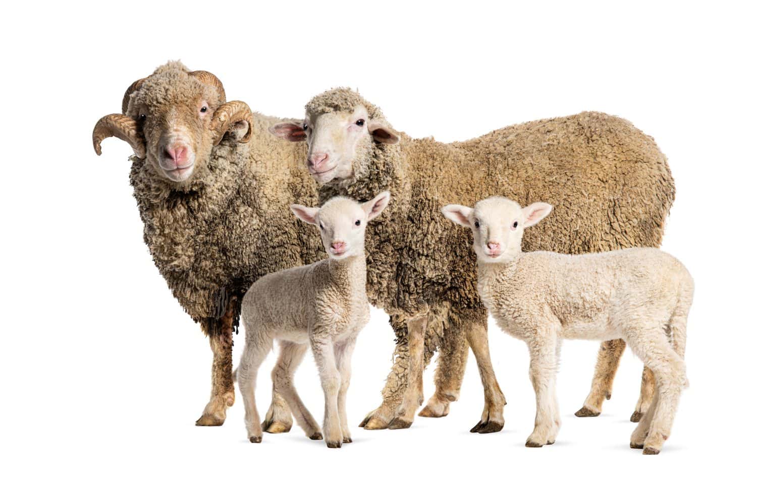 Ram and Ewe Sopravissana sheep with her lambs, isolated on white