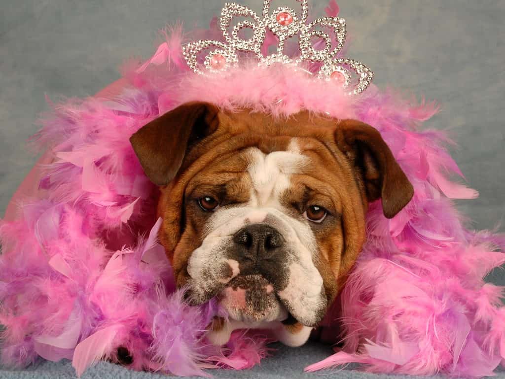 spoiled dog - english bulldog dressed up with tiara and pink boa
