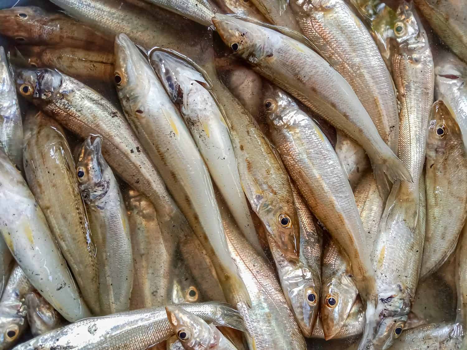 Silver sillago or Bebulus (Sillago sihama), also known as the silver whiting and sand smelt, is a marine fish, the most widespread and abundant member of the smelt-whiting family Sillaginidae.