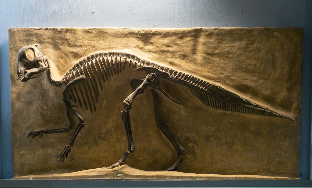 Bynum, MT - August 26, 2022: The fossilized skeleton of a Maiasaura Peeblesorum, or Good Mother Lizard, nestling on display at the Montana Dinosaur Center in Bynum, Montana.