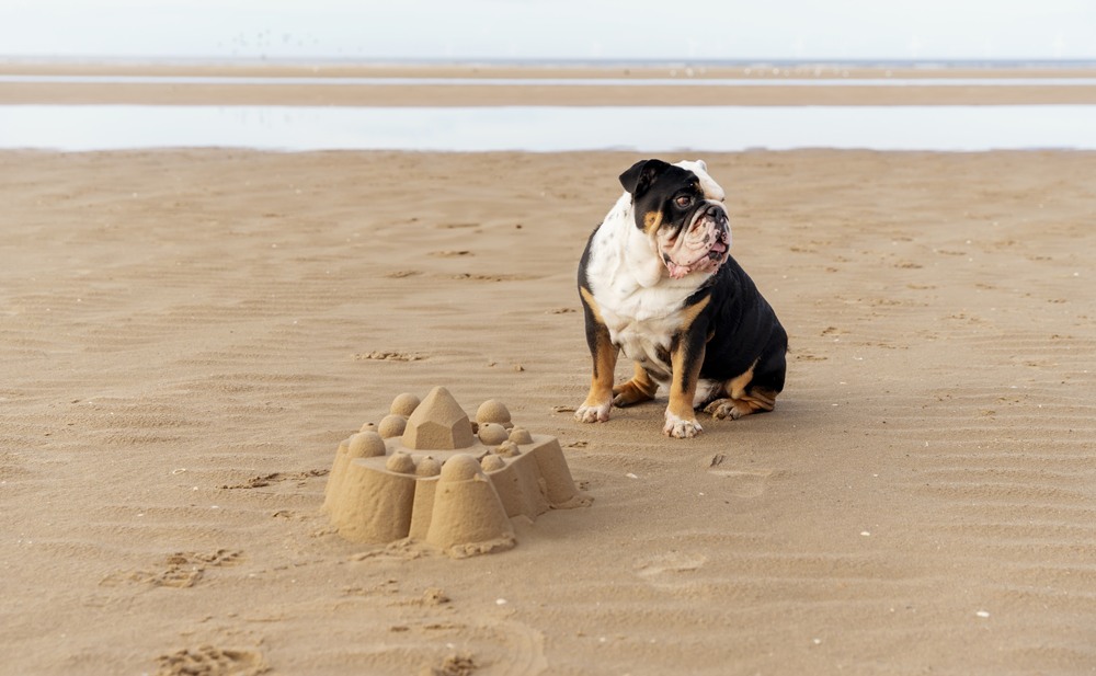 Black tri-color funny english british Bulldog sitting  in front of the sand castle on seaside at sunset in summer