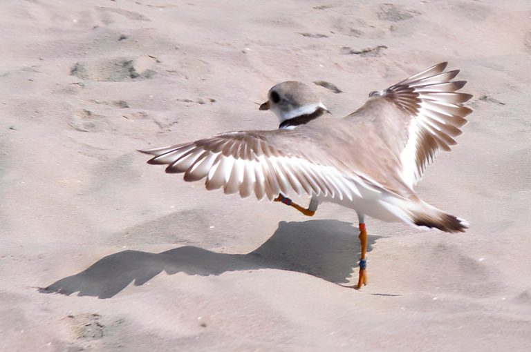 Piping Plover an endangered species