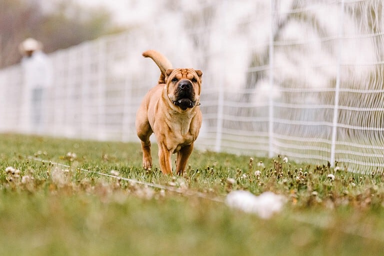 happy tan wrinkly Chinese Shar Pei dog running lure course sport in the dirt on a sunny summer day
