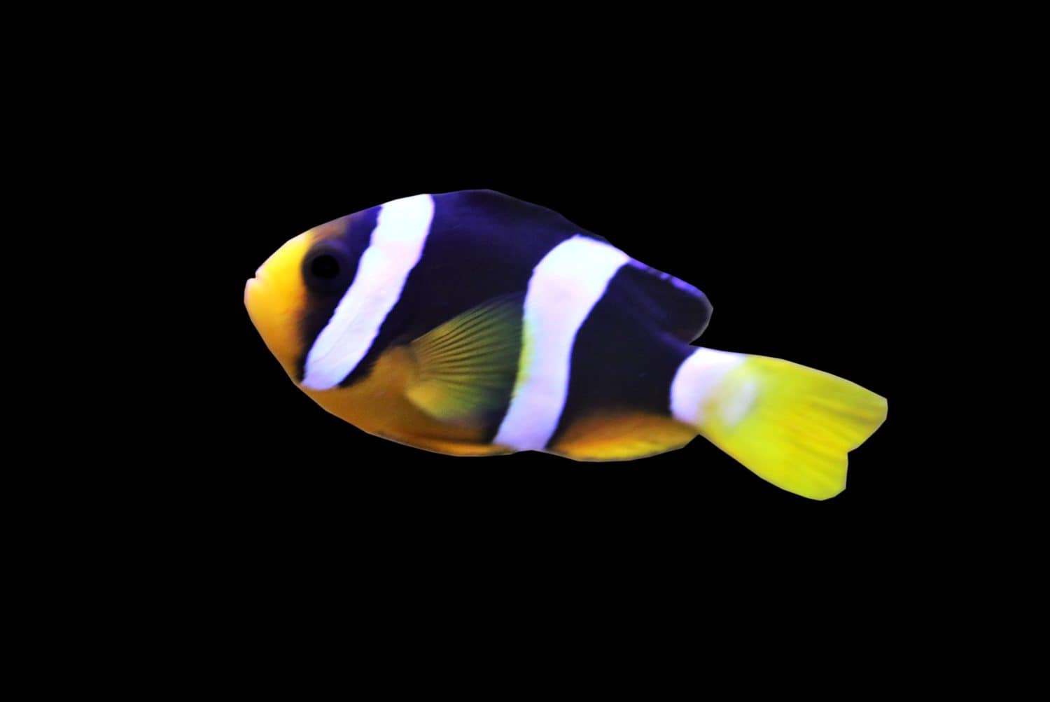 A Clark's anemonefish on isolated white background. Amphiprion clarkii (yellowtail clownfish) always live in coral reef in the sea among sea anemones.