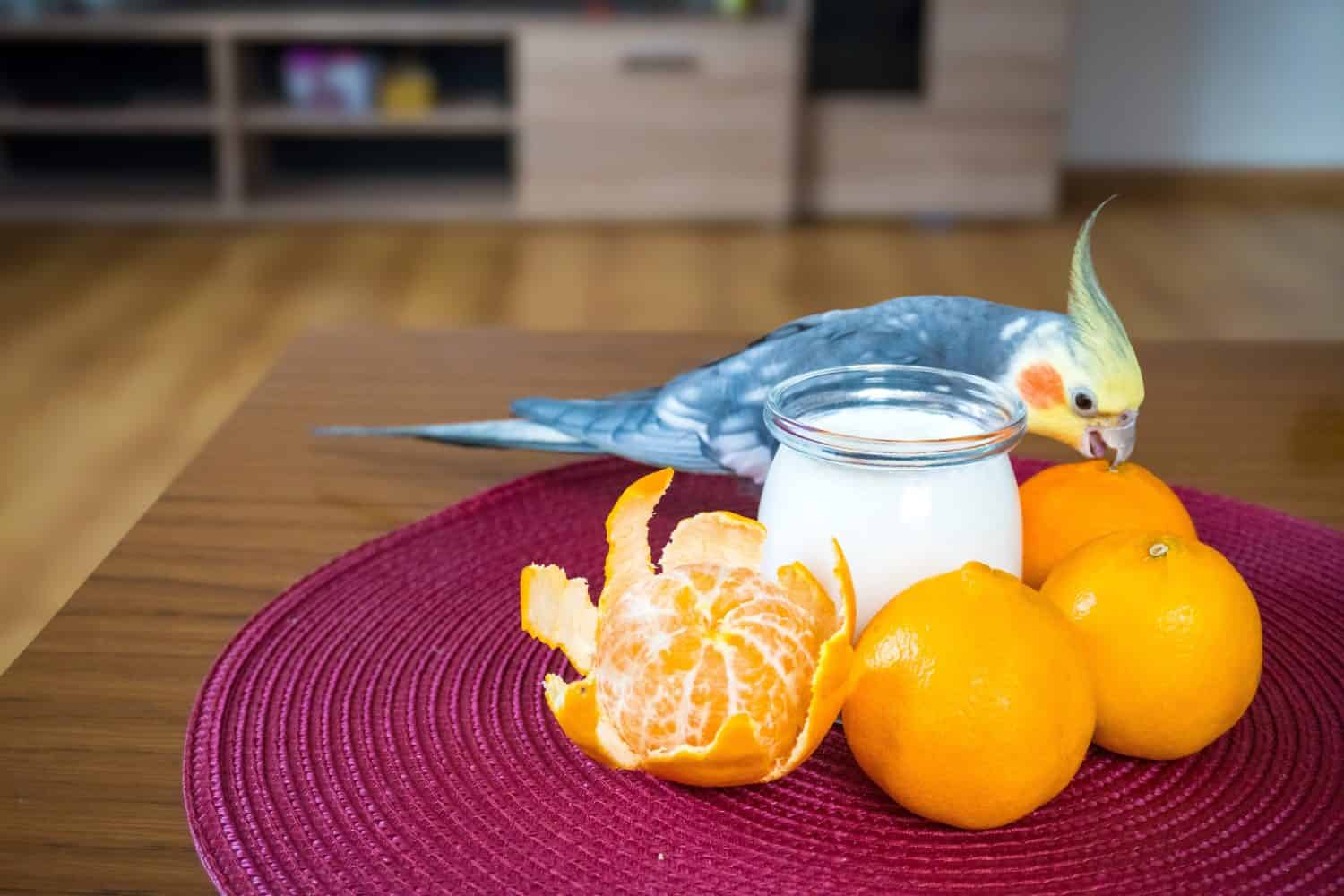 Cockatiel parrot eating Homemade yogurt with a mandarin for a breakfast.