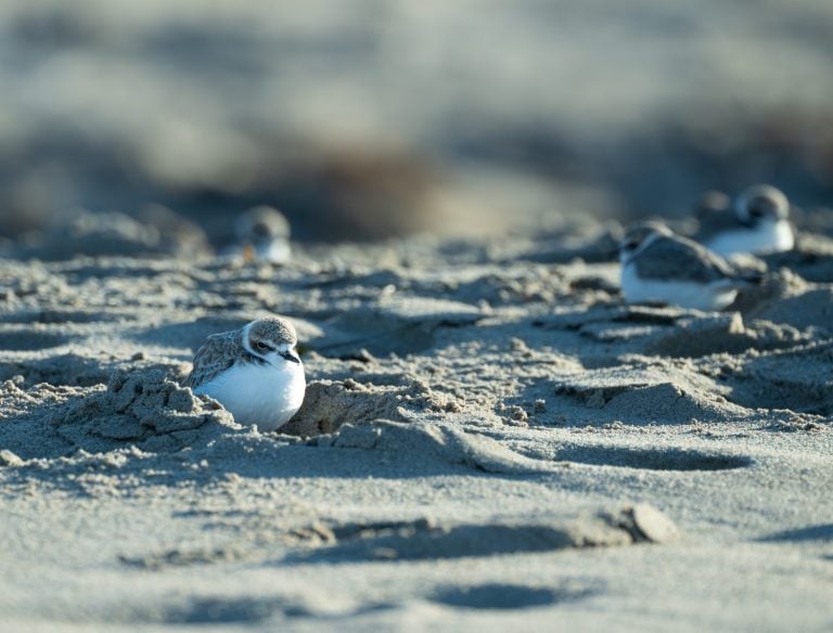 Cute immature snowy plovers at Devereux Lagoon, CA