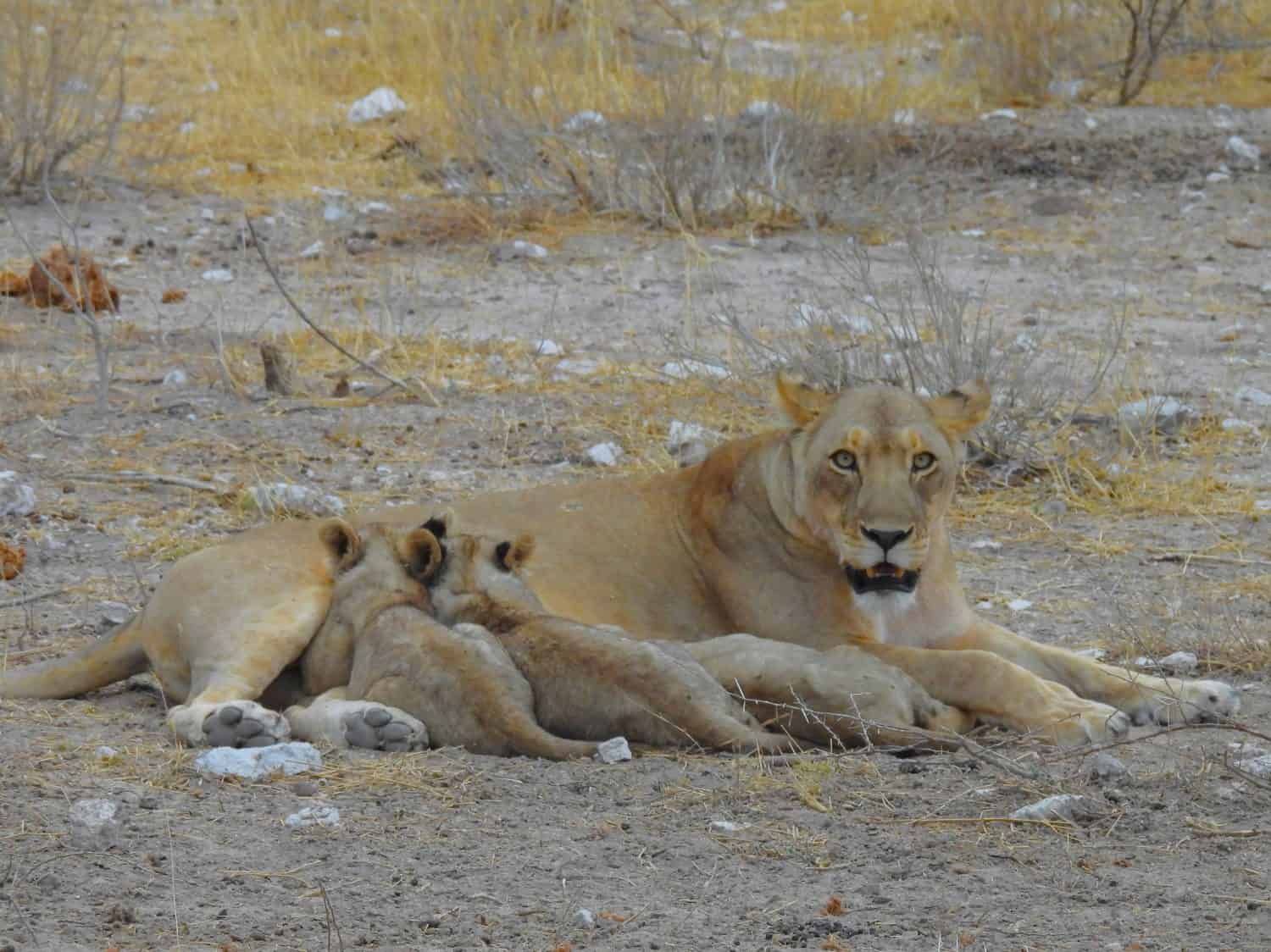 Cubs suckling in Etosha, Namibia