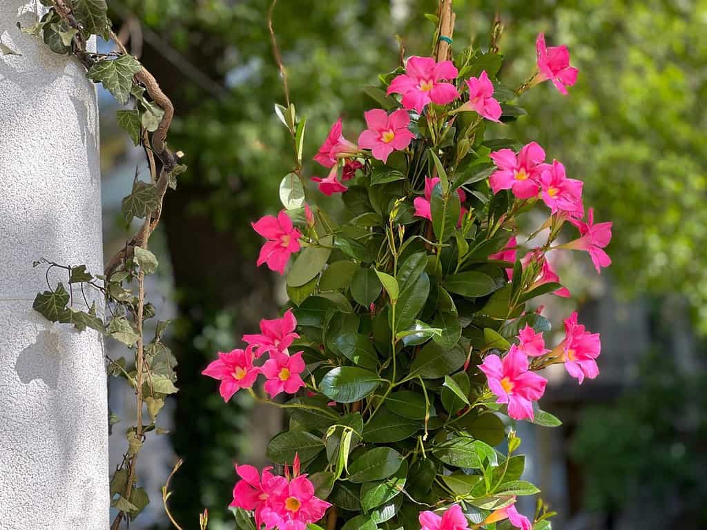 Mandevilla dipladenia plant pink flowers blossom ornamental climbing plant.