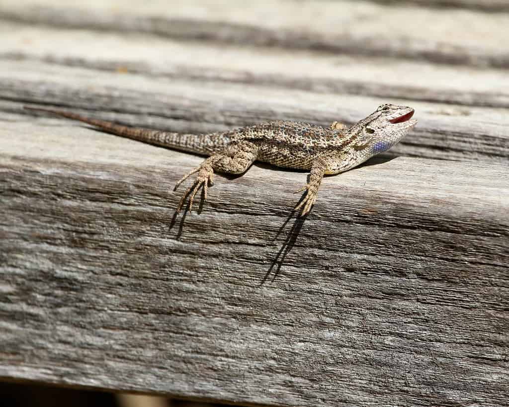 Western fence Lizard (Sceloporus occidentalis) reptile