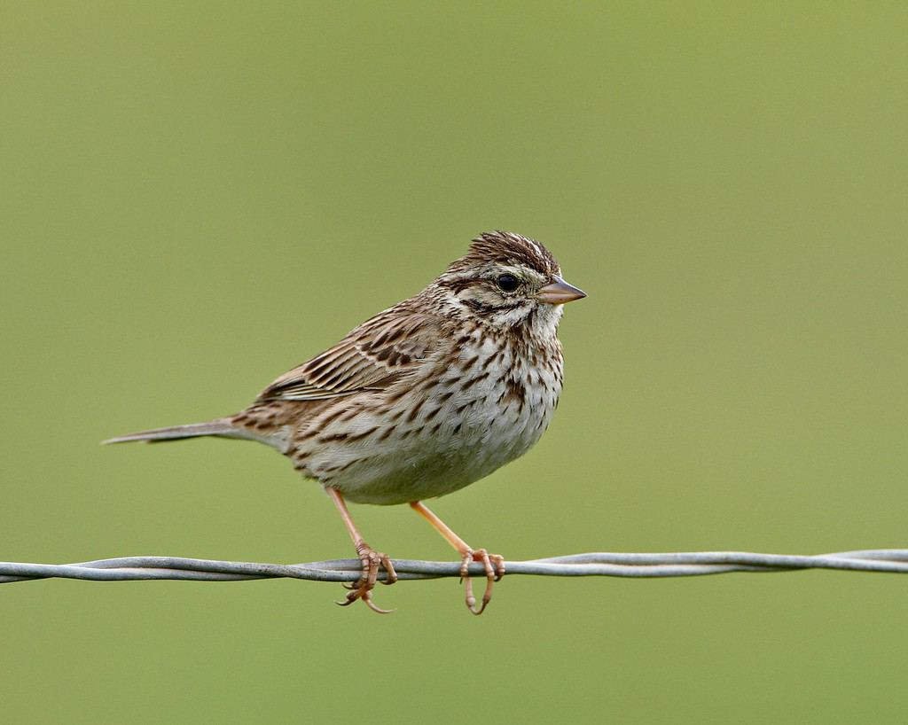 Lincoln's sparrow (melospiza lincolnii), san jacinto wildlife area, california, united states of america, north america