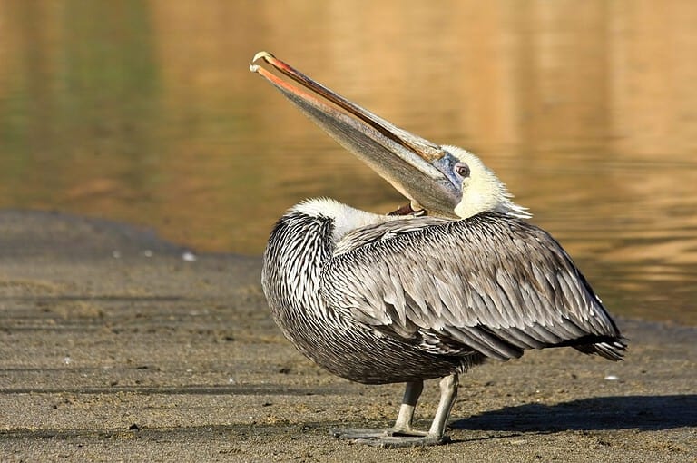 Injured Brown Pelican Resting at Point Reyes National Seashore