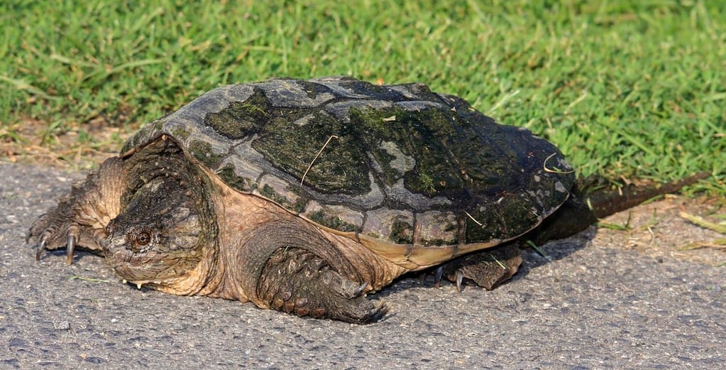 A Closeup of a Large Snapping Turtle (Chelydra Serpentina)