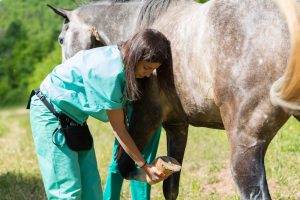 Laminitis in Horses: Causes, Symptoms, and Treatments Picture