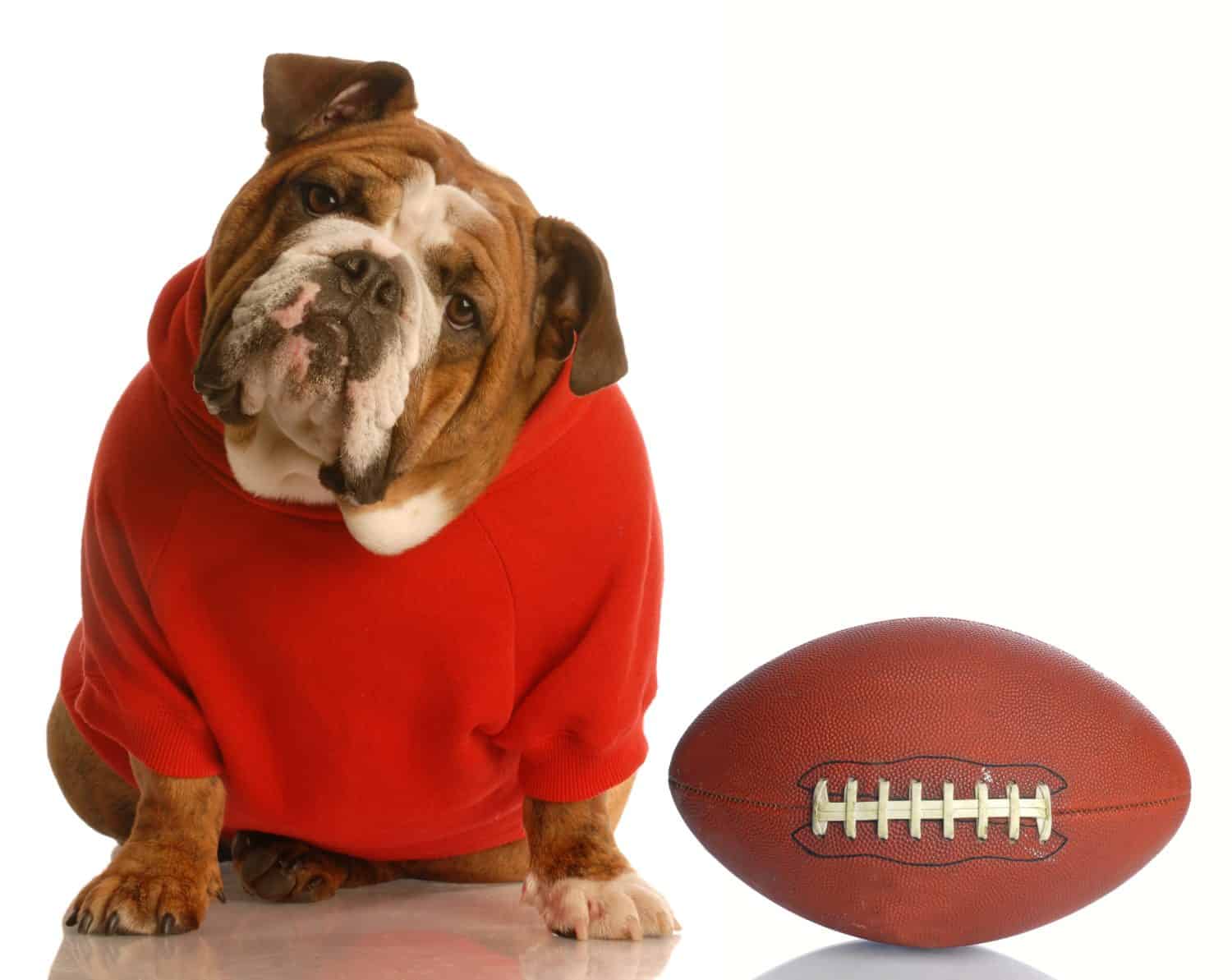 adorable english bulldog wearing sweatsuit with football isolated on white background