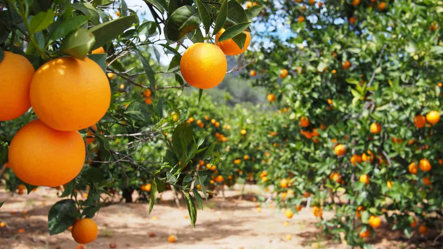 Bloomy orange garden in Valencia. Spain.