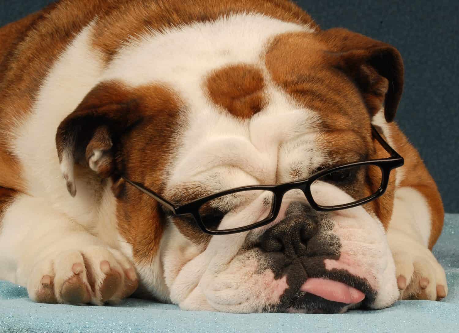 english bulldog wearing reading glasses with tongue sticking out