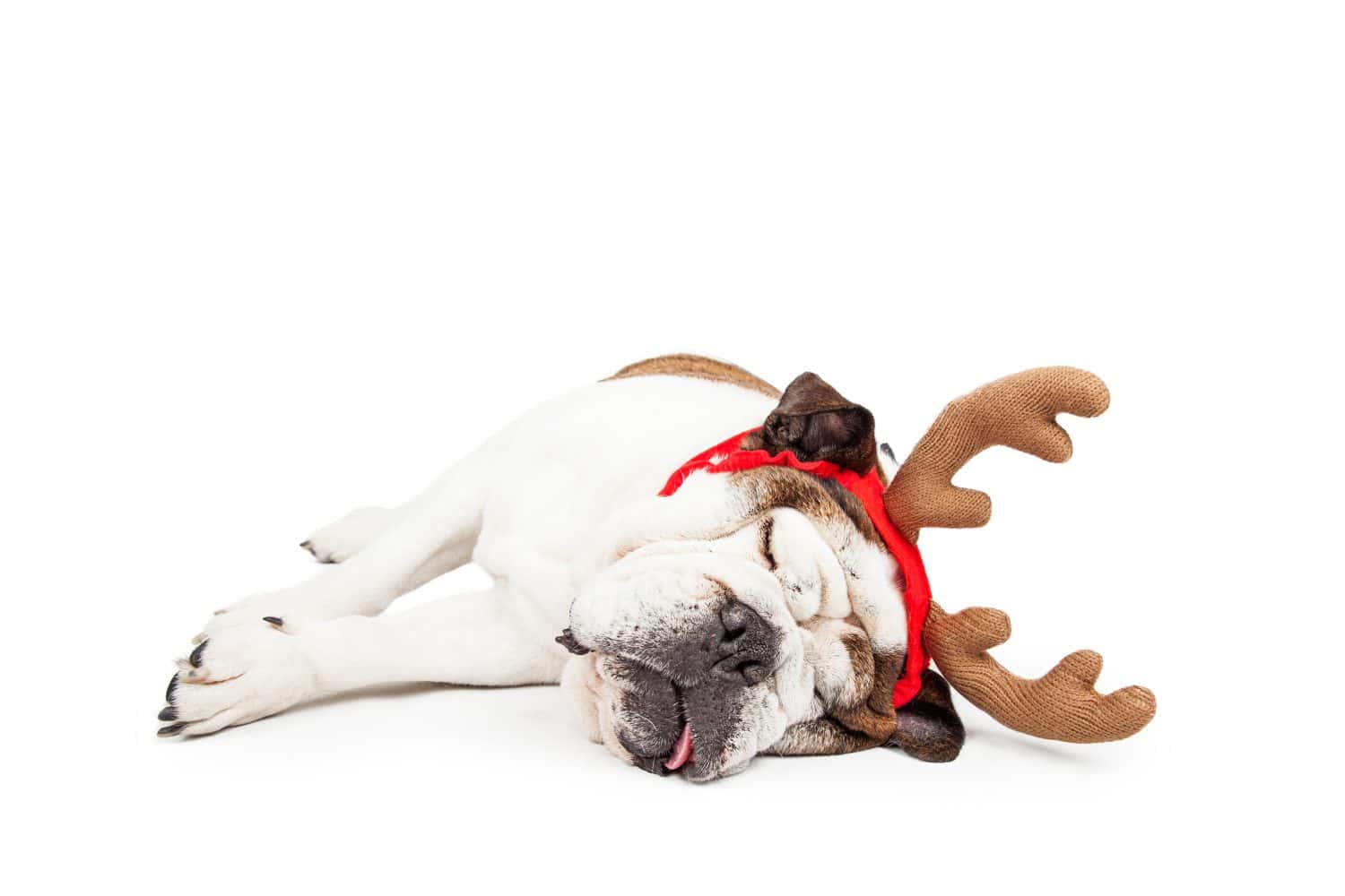 Funny photo of a tired Bulldog laying on her side sleeping while wearing Christmas reindeer antlers