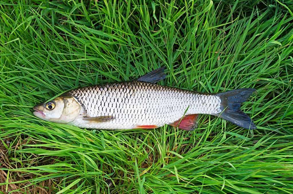 chub fish in the grass