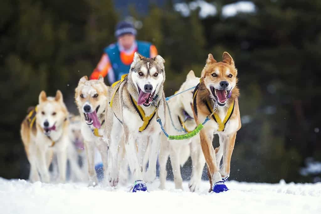 sled dog race on snow in France
