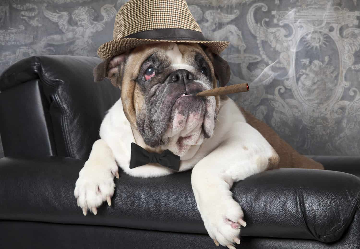 Portrait of English Bulldog resting in a black leather chair with a cigar 
