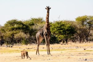 Nervous Giraffe Stands In The Midst of Lions Picture