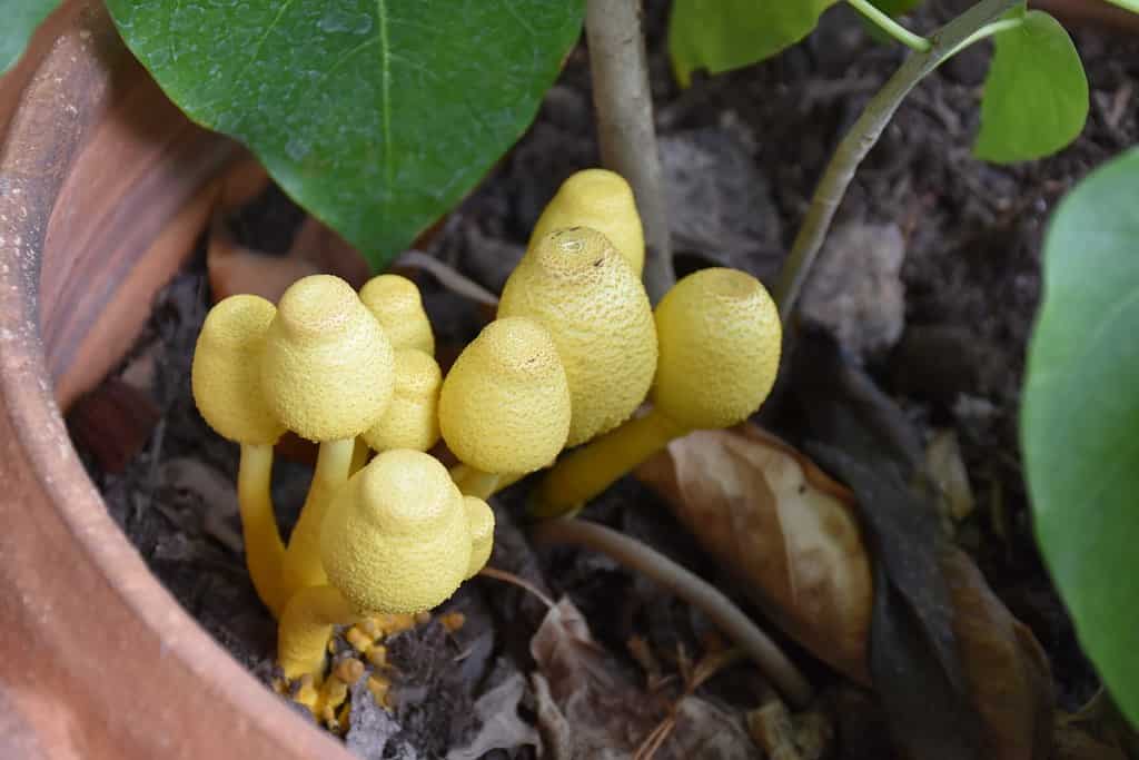The Yellow Houseplant Mushroom, Leucocoprinus Birnbaumii