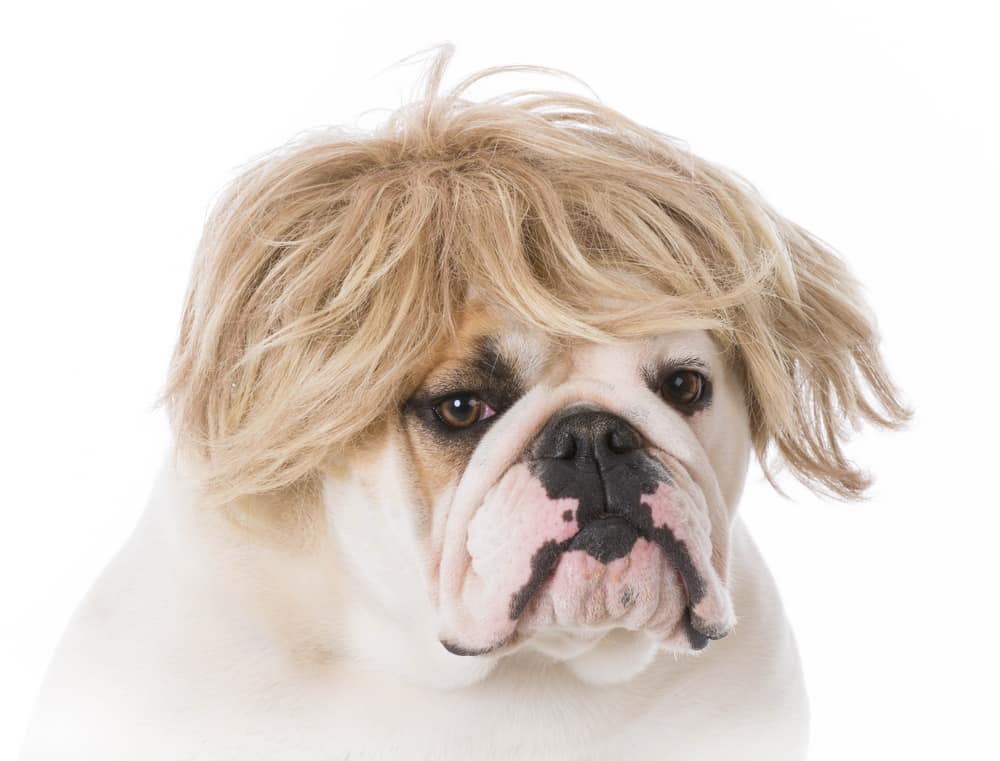 english bulldog wearing a wig on white background
