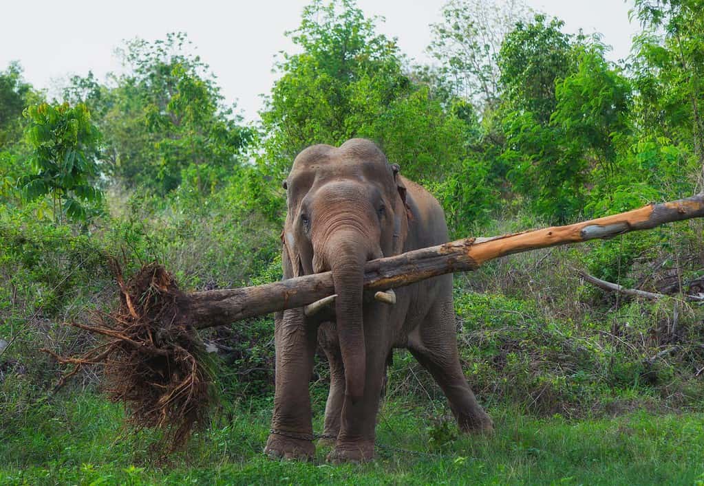 elephant lifted the tree.
